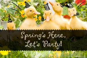 Springs-here-lets-party